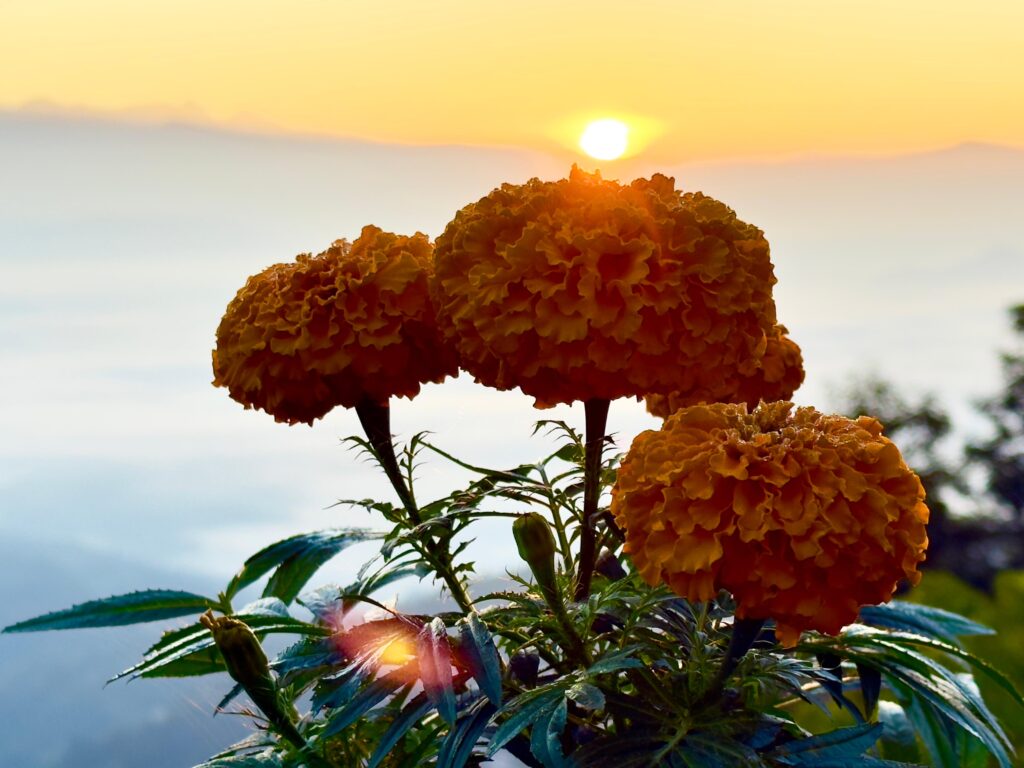Himalayanwalkers/nagarkot-sunrise-hiking