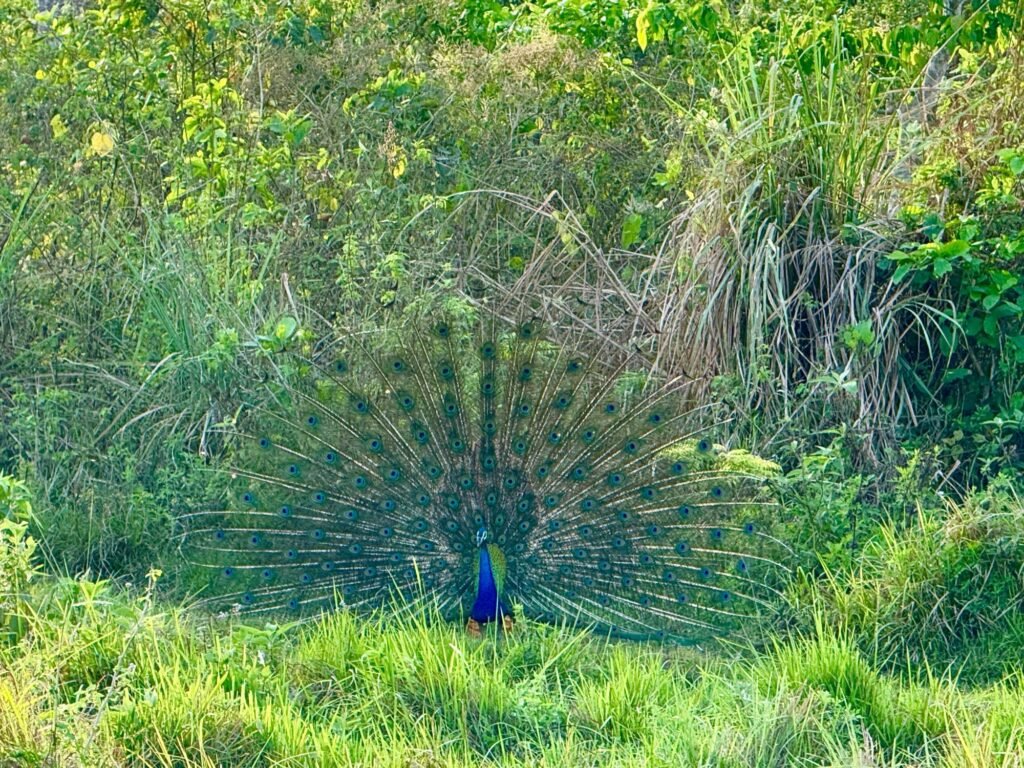 Visitors were lucky to click this peacock dancing during safari in chitwan national park