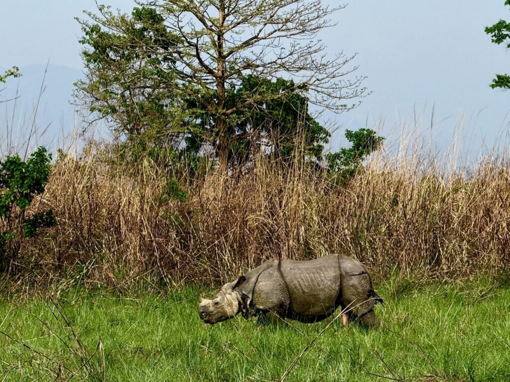 Visitors spotting one horned rhino in chitwan national park